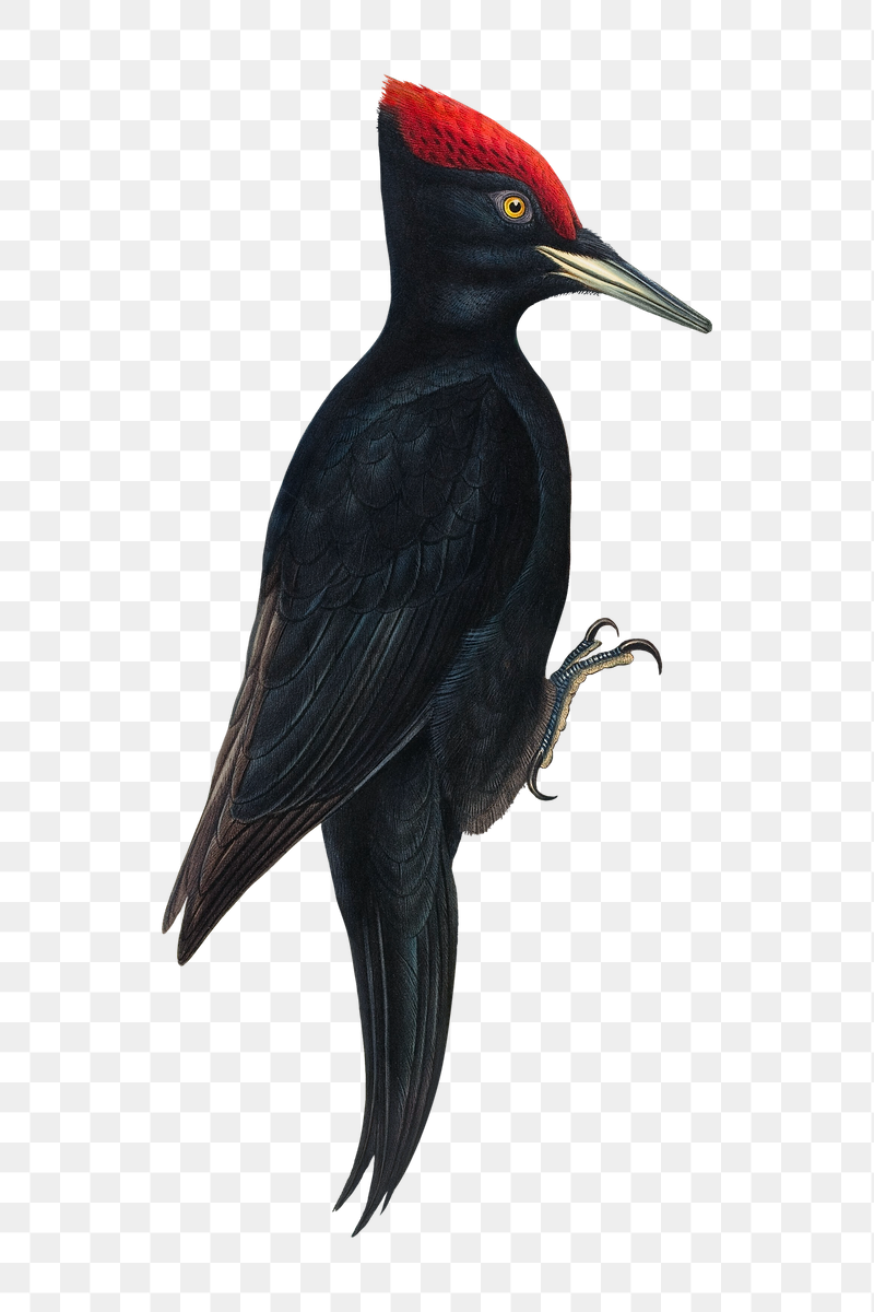 Great Black Woodpecker png bird | Free PNG Illustration - rawpixel