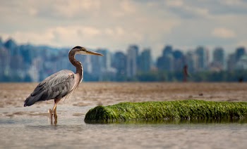 Great Blue Heron Standing On Water