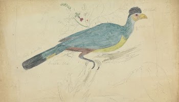 Great Blue Turaco | Free Photo - rawpixel