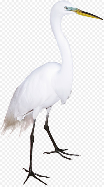 Great egret Bird Crane Cygnini Flamingos - Lovely white swan 
