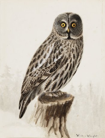 Great grey owl, 1830 - | Free Photo - rawpixel