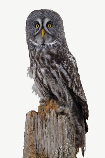 Great grey owl collage element, | Free PSD - rawpixel