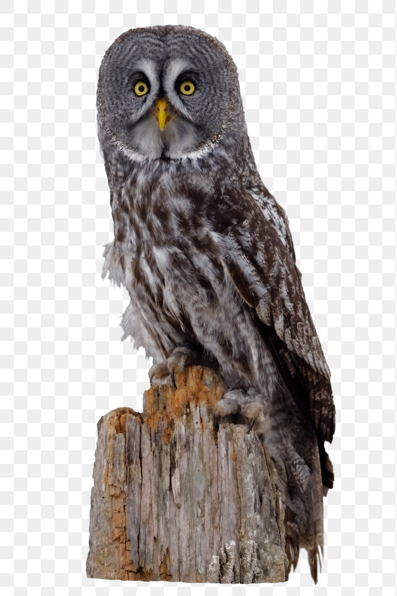 Great grey owl png sticker, | Free PNG - rawpixel