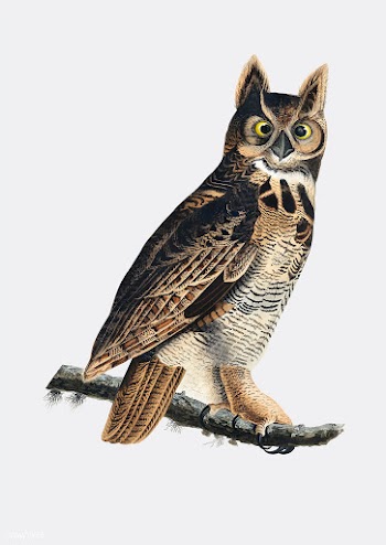 Great Horned Owl illustration | Free stock vector - 457866