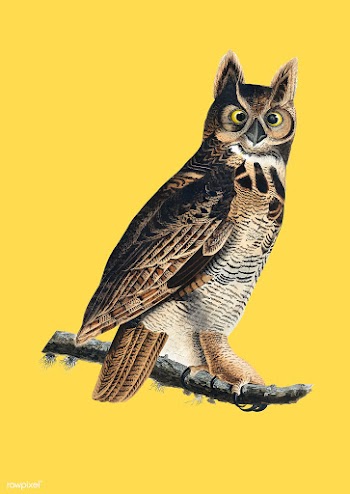 Great Horned Owl illustration | Free stock vector - 457867