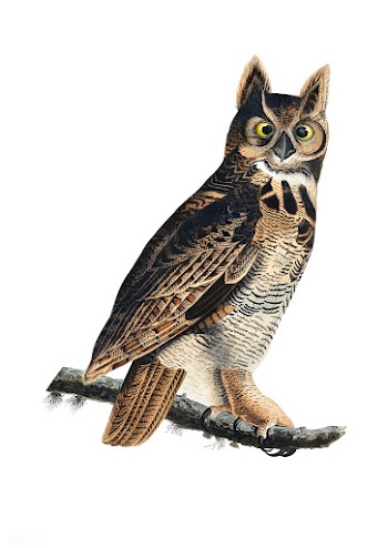 Great Horned Owl illustration | Free stock vector - 457924
