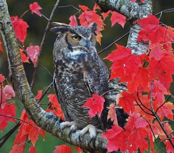 Great Horned Owl.jpg