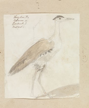 Great Indian Bustard | Free Photo - rawpixel