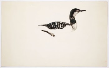 Great northern loon ; unfinished, | Free Photo - rawpixel