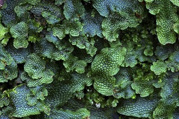 Great scented liverwort plant leaves. | Free Photo - rawpixel