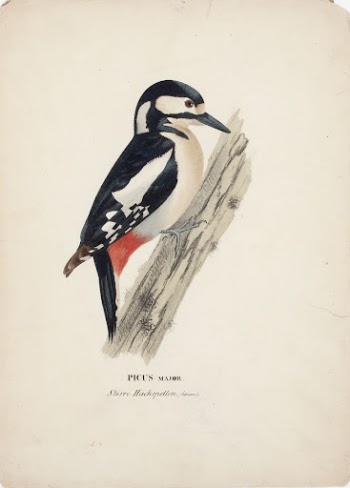 Great spotted woodpecker, female, 1828 | Free Photo - rawpixel