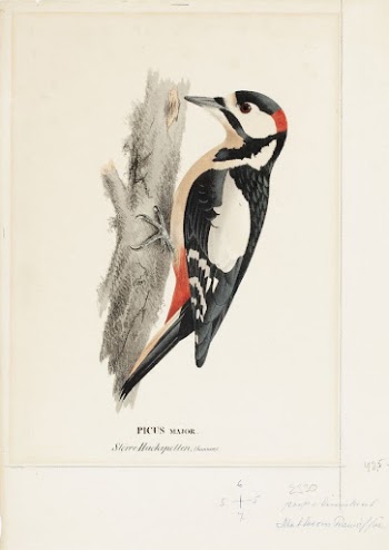 Great spotted woodpecker, male, 1828 | Free Photo - rawpixel