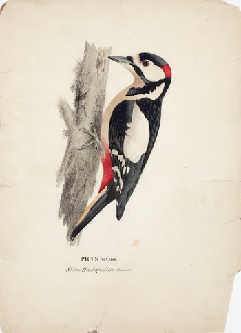 Great spotted woodpecker, male, 1828 | Free Photo - rawpixel