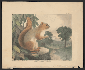 Great tailed squirrel from nature | Free Photo - rawpixel