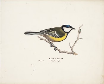 Great tit, 1829, Wilhelm von | Free Photo - rawpixel