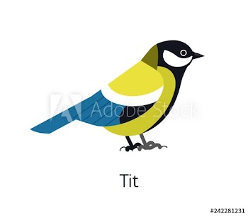 Great tit isolated on white background