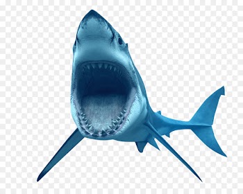 Great white shark Clip art - Ferocious shark 