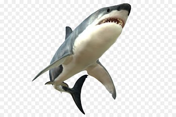 Great white shark Clip art - Shark PNG Picture 