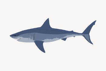 Great white shark clipart, sea | Free Vector - rawpixel