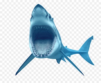 Great white shark Crocodile Tiger shark - Animal Shark Transparent 