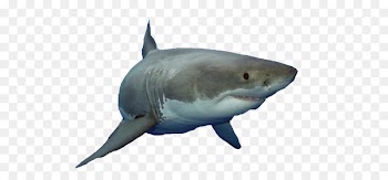 Great white shark Fish Animalien ugalketa - Ferocious great white shark 