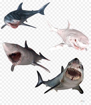 Great white shark Isurus oxyrinchus Hammerhead shark Bull shark Tiger shark - sharks 