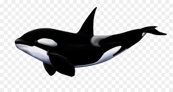 Great white shark Killer whale Megalodon - shark 