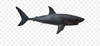 Great white shark Lamniformes - Shark PNG 
