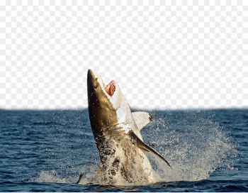 Great white shark Megalodon Shark attack Unmanned aerial vehicle - The fierce shark leaping out of the sea 