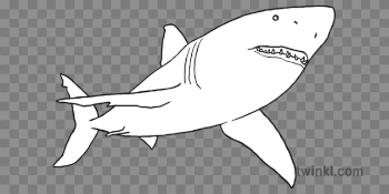 Great White Shark Normal Eyes Black and White 1 Illustration - Twinkl