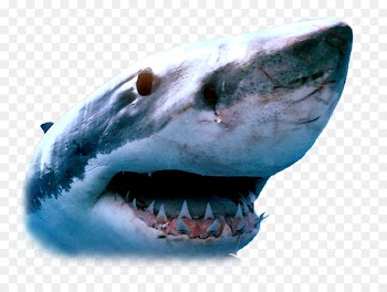 Great white shark Whale shark Isurus oxyrinchus Swimming - sharks 