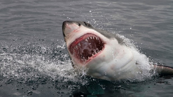 Great white sharks are able to tolerate the negative effects of ...