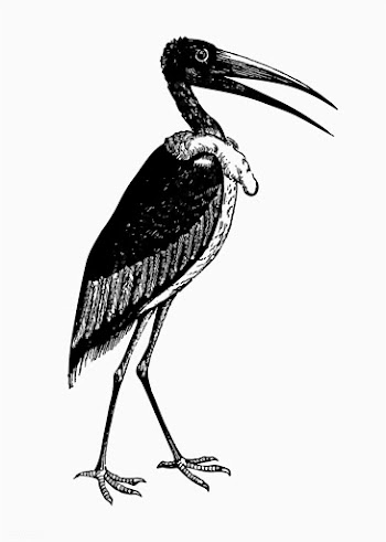Greater adjutant shade drawing | Free stock vector - 562290