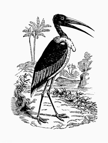 Greater adjutant shade drawing | Free stock vector - 562320