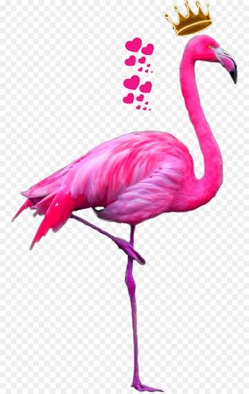 Greater flamingo American flamingo Bird Pink - flamingo 