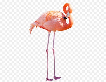 Greater flamingo American flamingo Stock photography Royalty-free - flamingo 