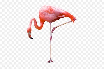 Greater flamingo Bird Stock photography - Flamingos 