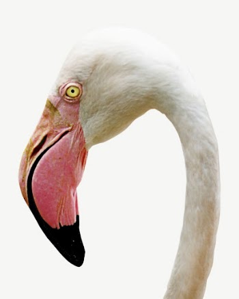 Greater flamingo collage element psd | Free PSD - rawpixel