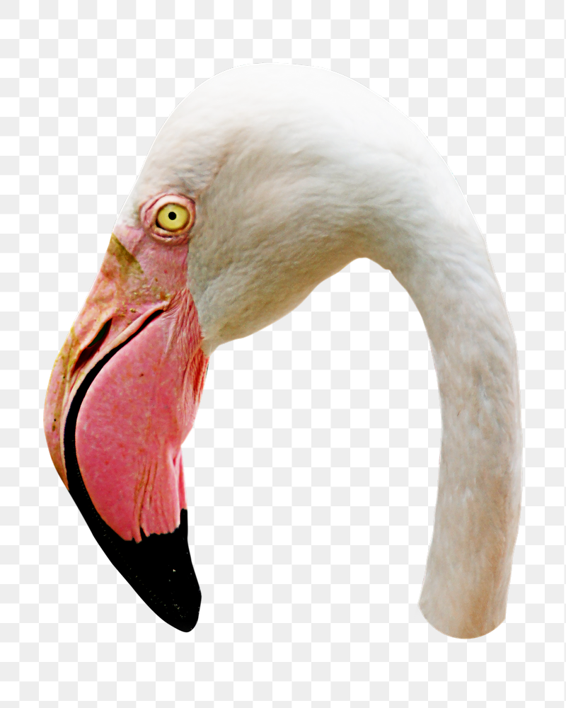 Greater flamingo png sticker, transparent | Free PNG - rawpixel
