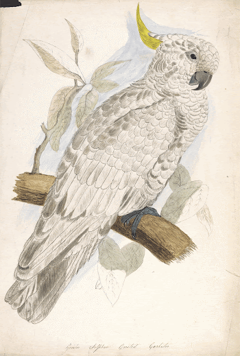 Greater Sulphur Crested Cockatoo (ca. | Free Photo - rawpixel