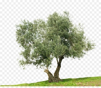 Greek cuisine Olive Tree Stock photography Mediterranean Basin - olives 