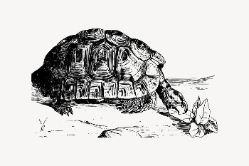 Greek tortoise drawing, vintage animal | Free Vector Illustration - rawpixel