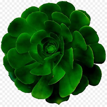 Green -  