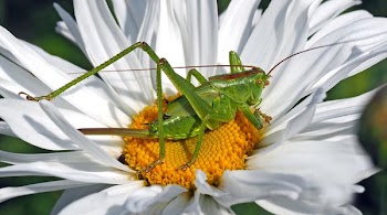 Green 8 Legged Insect on White and Yellow Multi Petaled Flower during Daytime