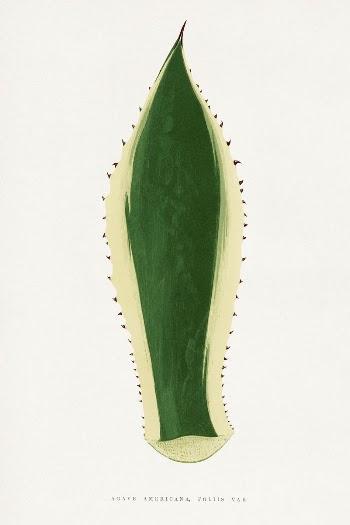 Green agave leaf illustration from Les | Free Photo Illustration - rawpixel