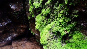 Green Algae