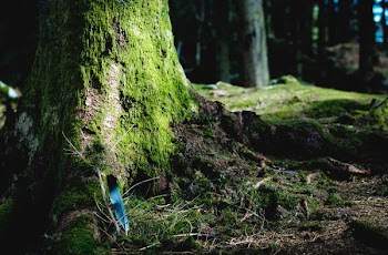 green algae covered tree
