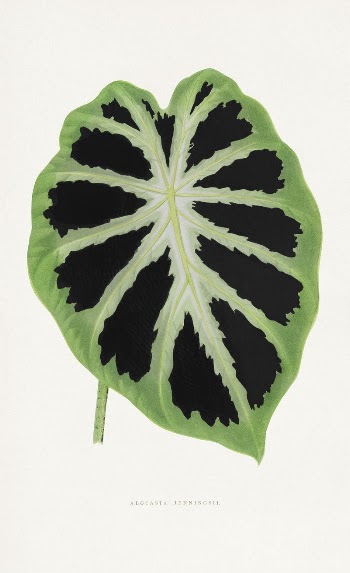 Green Alocasia leaf illustration from Les | Free Photo Illustration - rawpixel