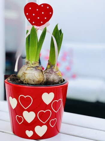 Green Aloe Vera