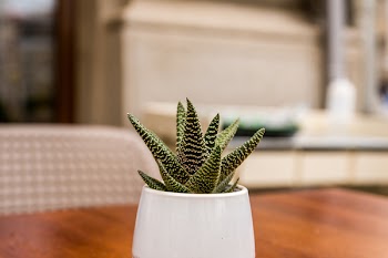 Green Aloe Vera on White Ceramic Vase